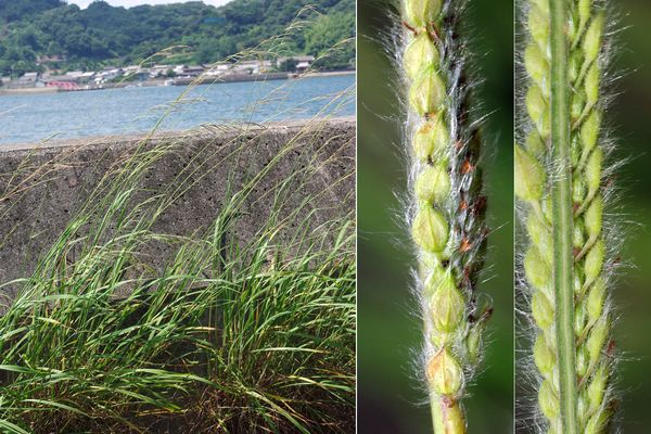 タチスズメノヒエ