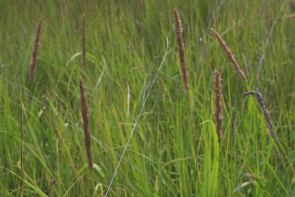 オオアワガエリ