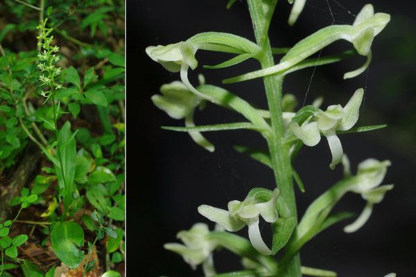 オオヤマサギソウ