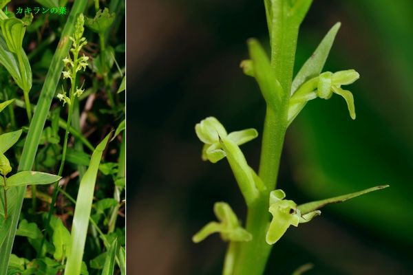 コバノトンボソウ