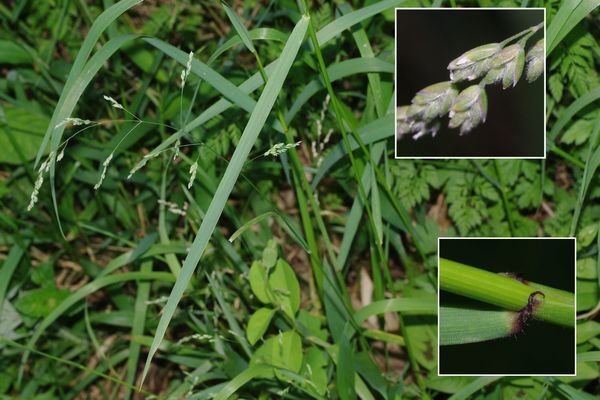 ミゾイチゴツナギ