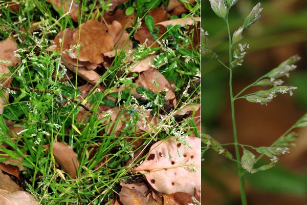 スズメノカタビラ