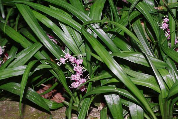 キチジョウソウ