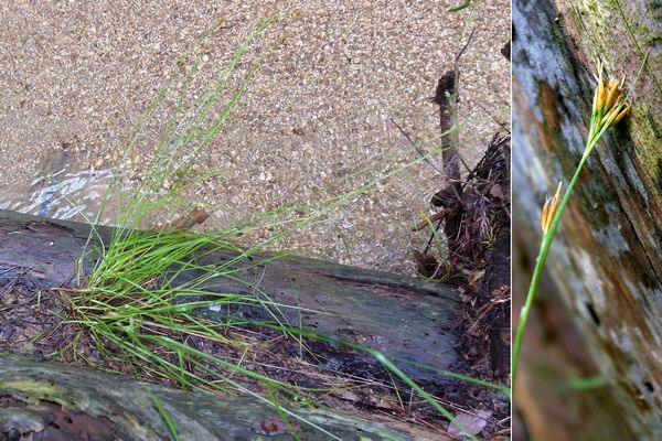 コイヌノハナヒゲ