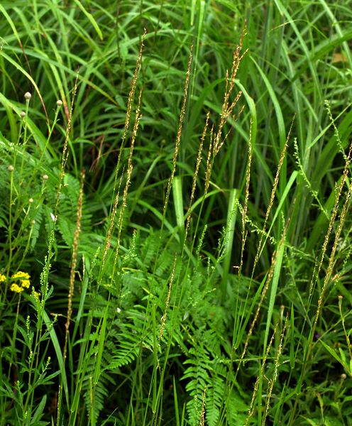 ハイヌメリグサ