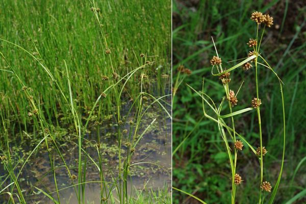 コマツカサススキ