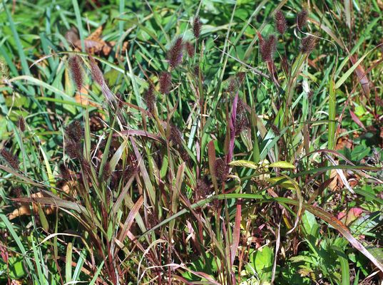 ムラサキエノコロ