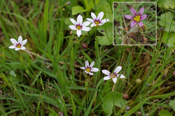 ニワゼキショウ