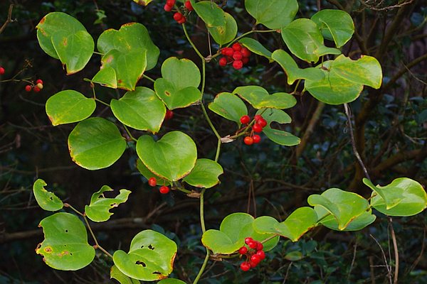 サルトリイバラ