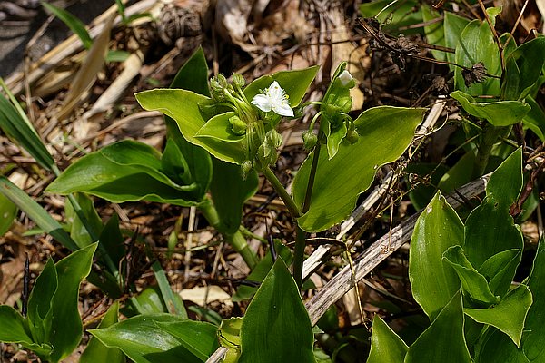 ノハカタカラクサ