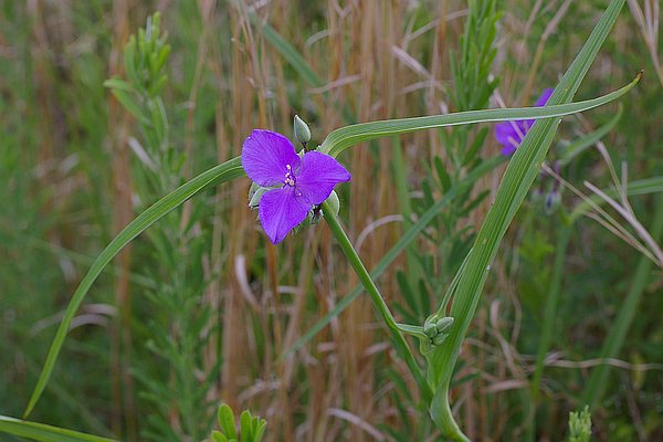 ムラサキツユクサ