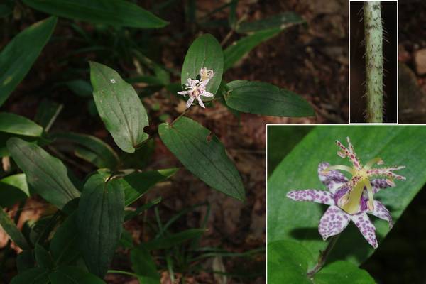 ヤマジノホトトギス