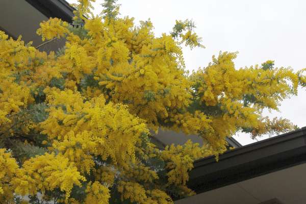 ギンヨウアカシア