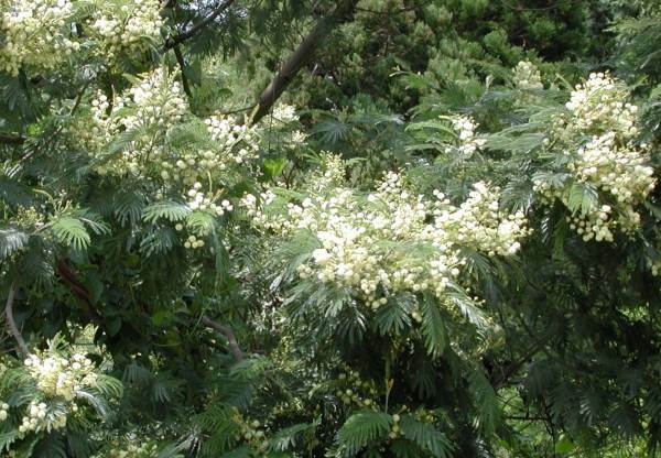 モリシマアカシア