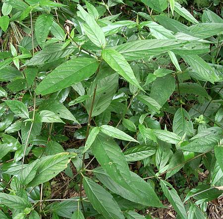 ヤナギイノコヅチ