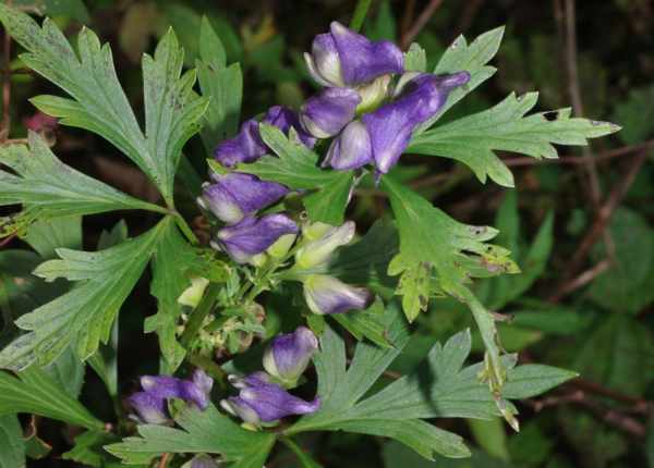 タンナトリカブト