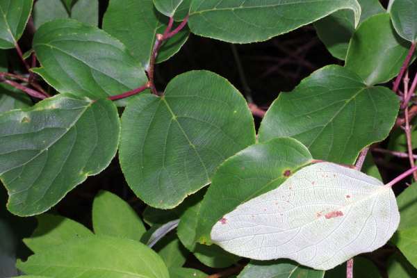 ウラジロマタタビ