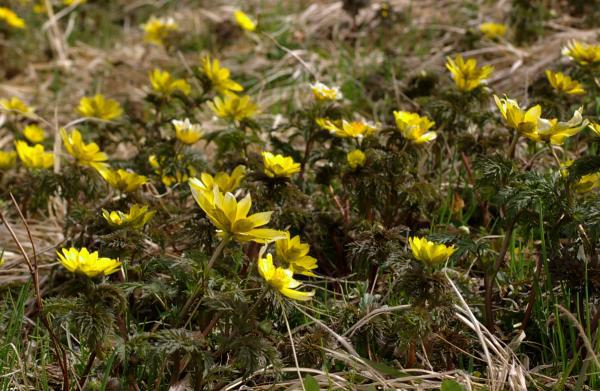 ミチノクフクジュソウ