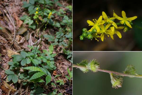 ヒメキンミズヒキ