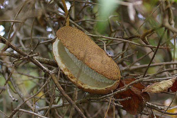 ミツバアケビの果実