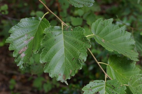 ケヤマハンノキの葉
