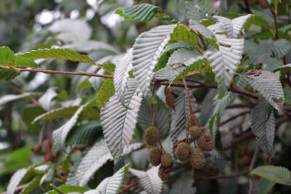 ヒメヤシャブシの果穂