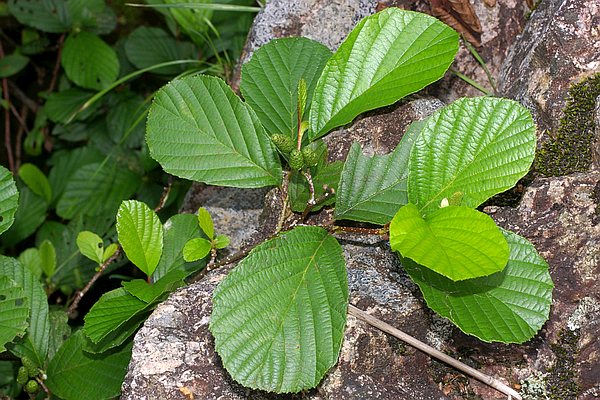 カワラハンノキ