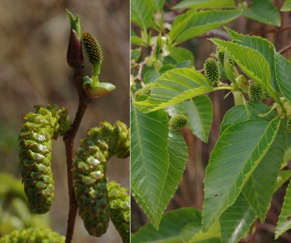 オオバヤシャブシ