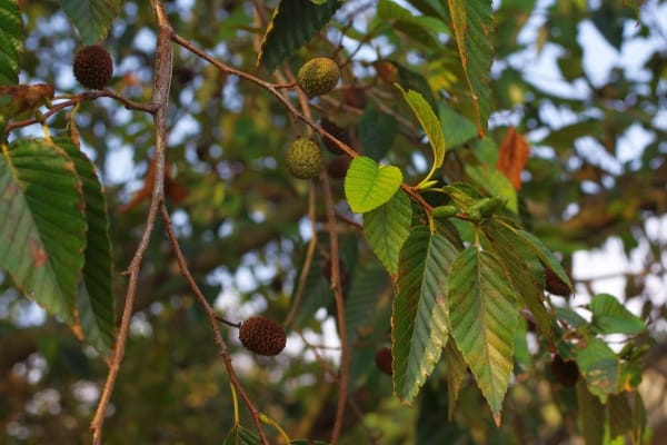 オオバヤシャブシ