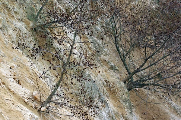 オオバヤシャブシ