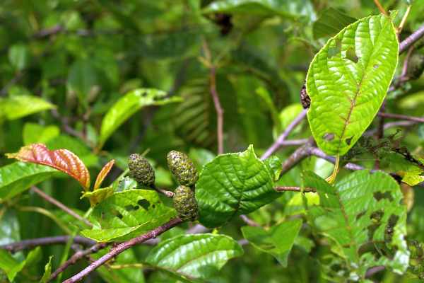 若い果穂をつけたサクラバハンノキ、葉に光沢がある