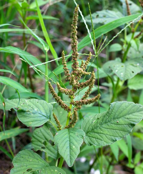 ホナガイヌビユ