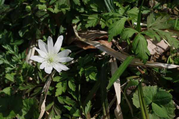 キクザキイチゲ