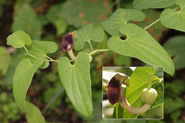 ウマノスズクサ