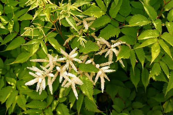 ヤマブキショウマ