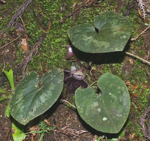 サンヨウアオイ