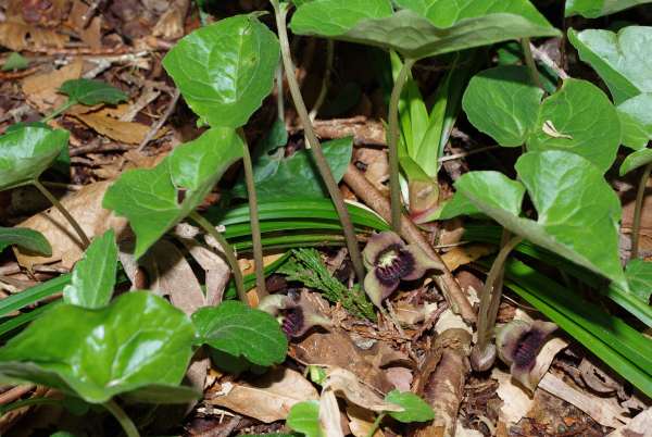 ウスバサイシン