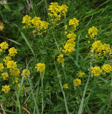 ハルザキヤマガラシ