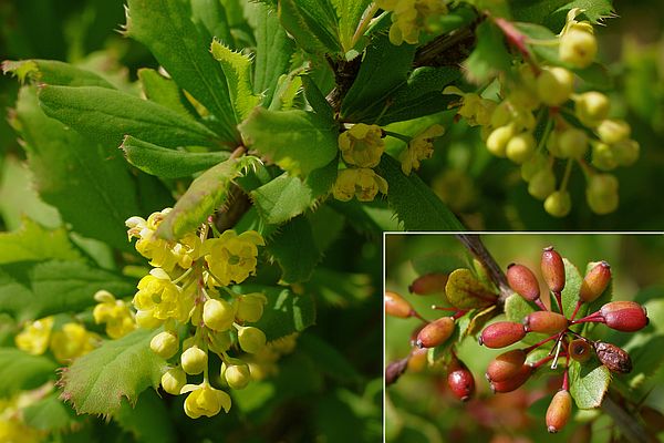 ヒロハヘビノボラズ