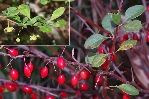 メギの果実、花（左上）