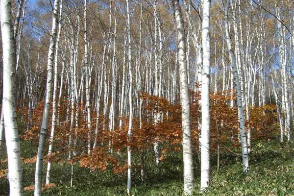 シラカンバ林（長野県）