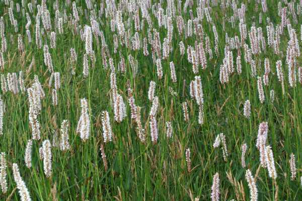 イブキトラノオ