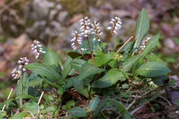 オオハルトラノオ