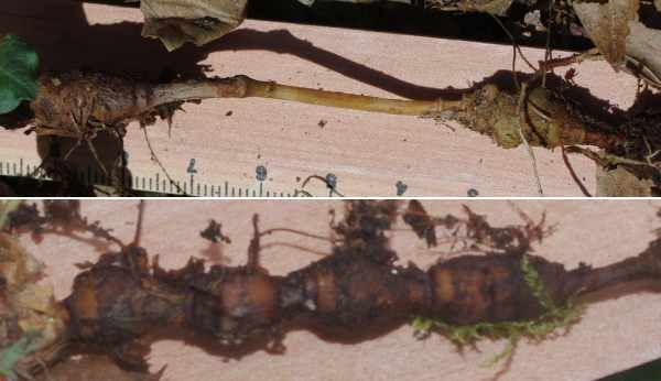 オオハルトラノオの根茎