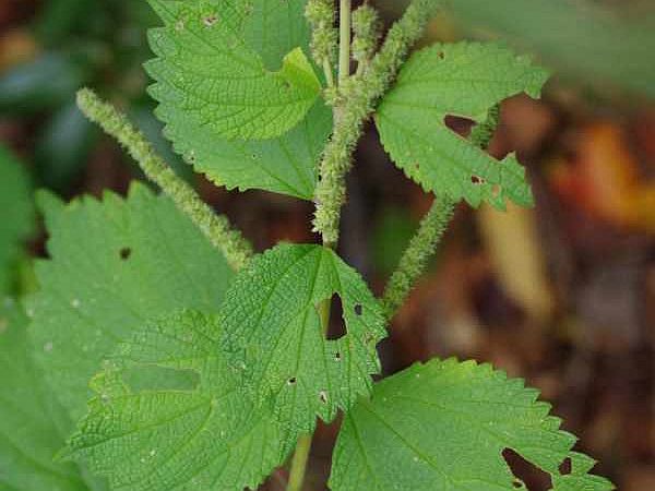 ニオウヤブマオ