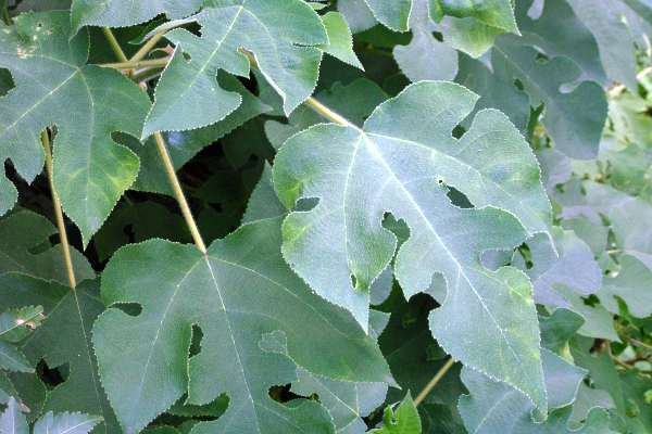 Broussonetia papyrifera