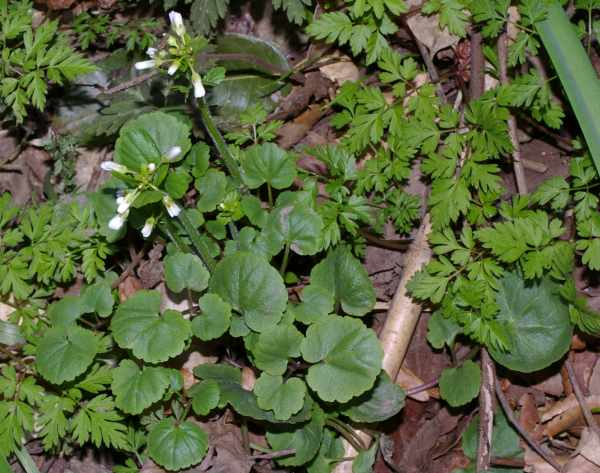 マルバコンロンソウ