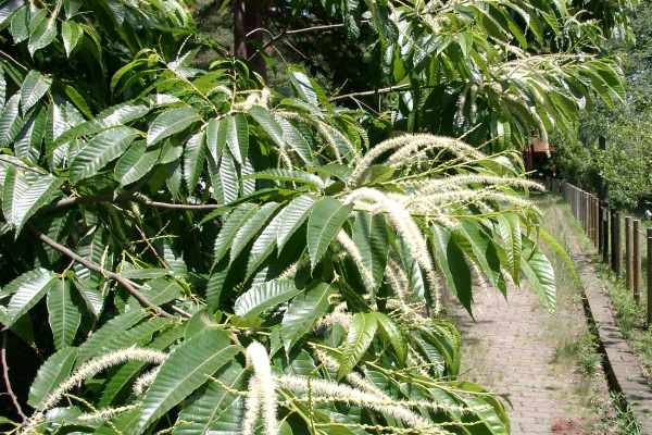 クリの尾状花序