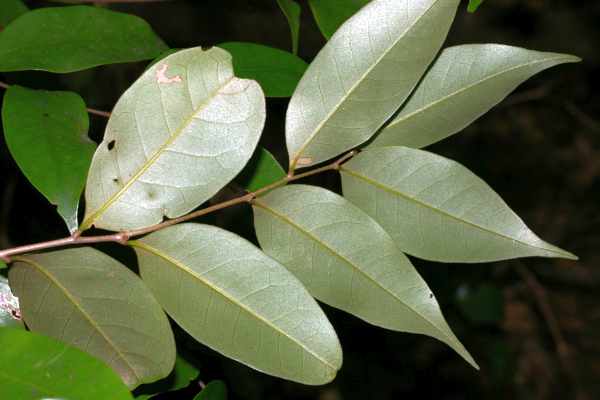 ツブラジイの葉の裏面