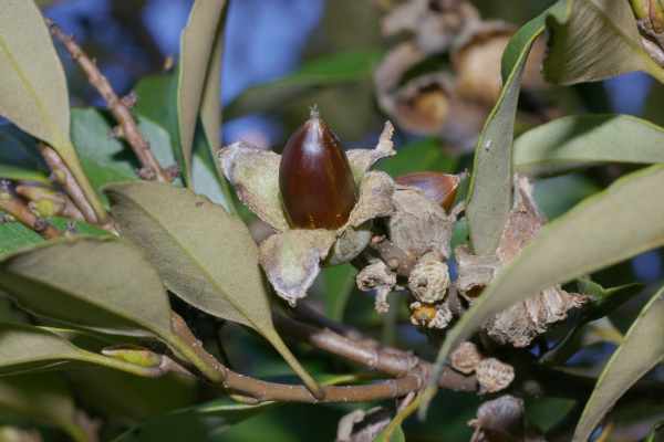 スダジイの果実